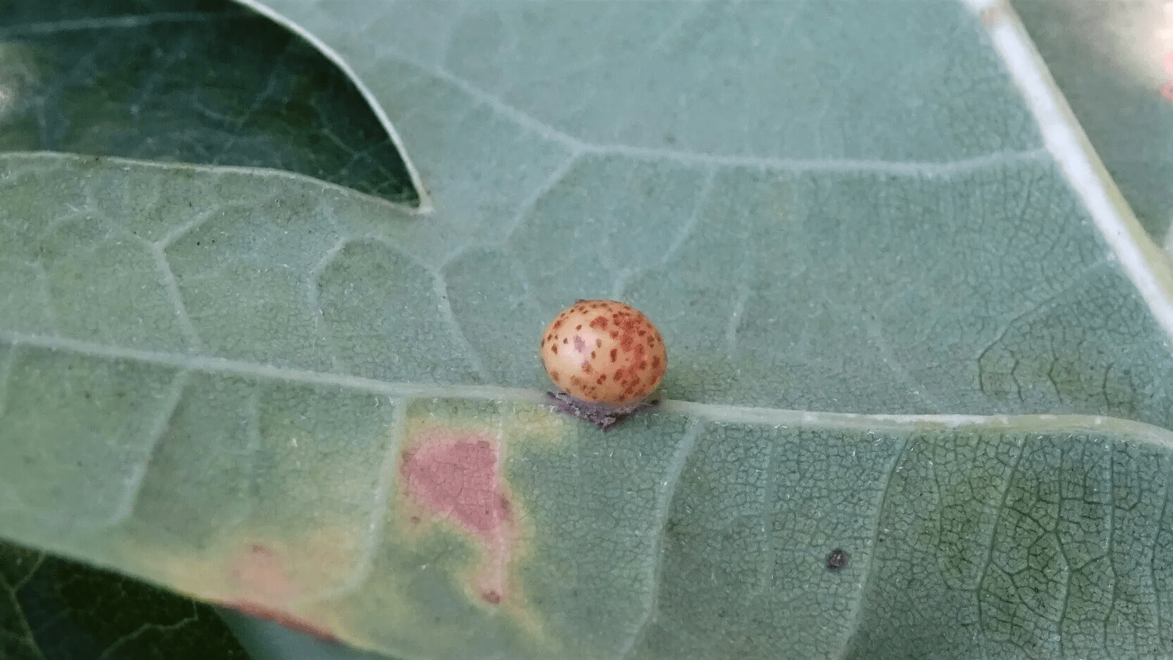 Oyster Gall 