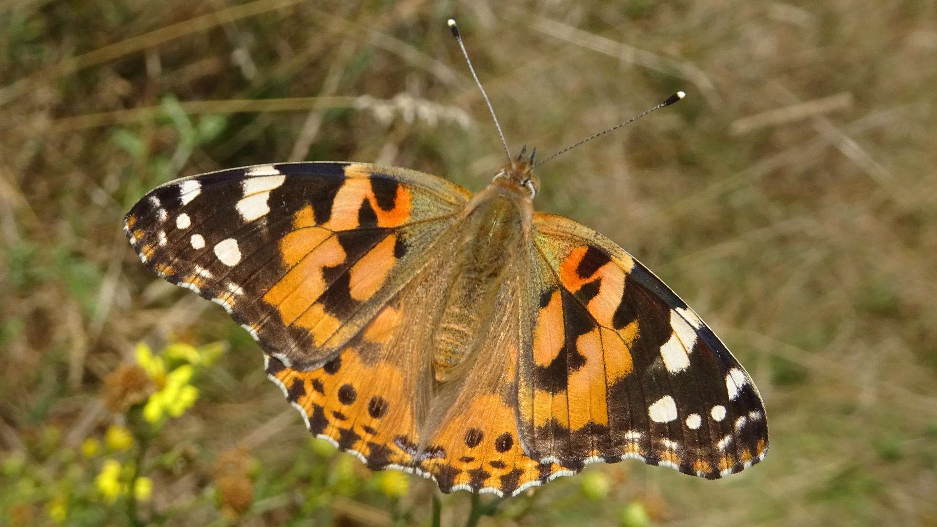 Painted Lady Vanessa cardui