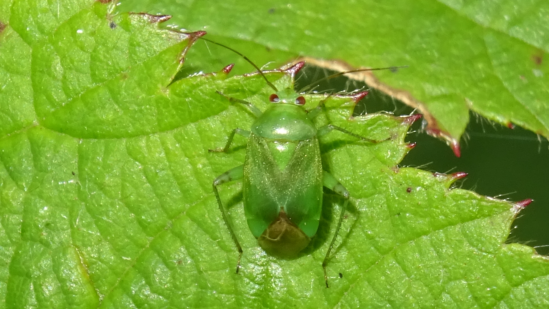 Pale Green Plant Bug
Apolygus spinolae