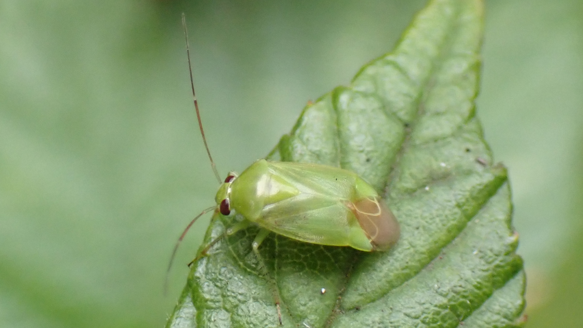 Pale Green Plant Bug
Apolygus spinolae