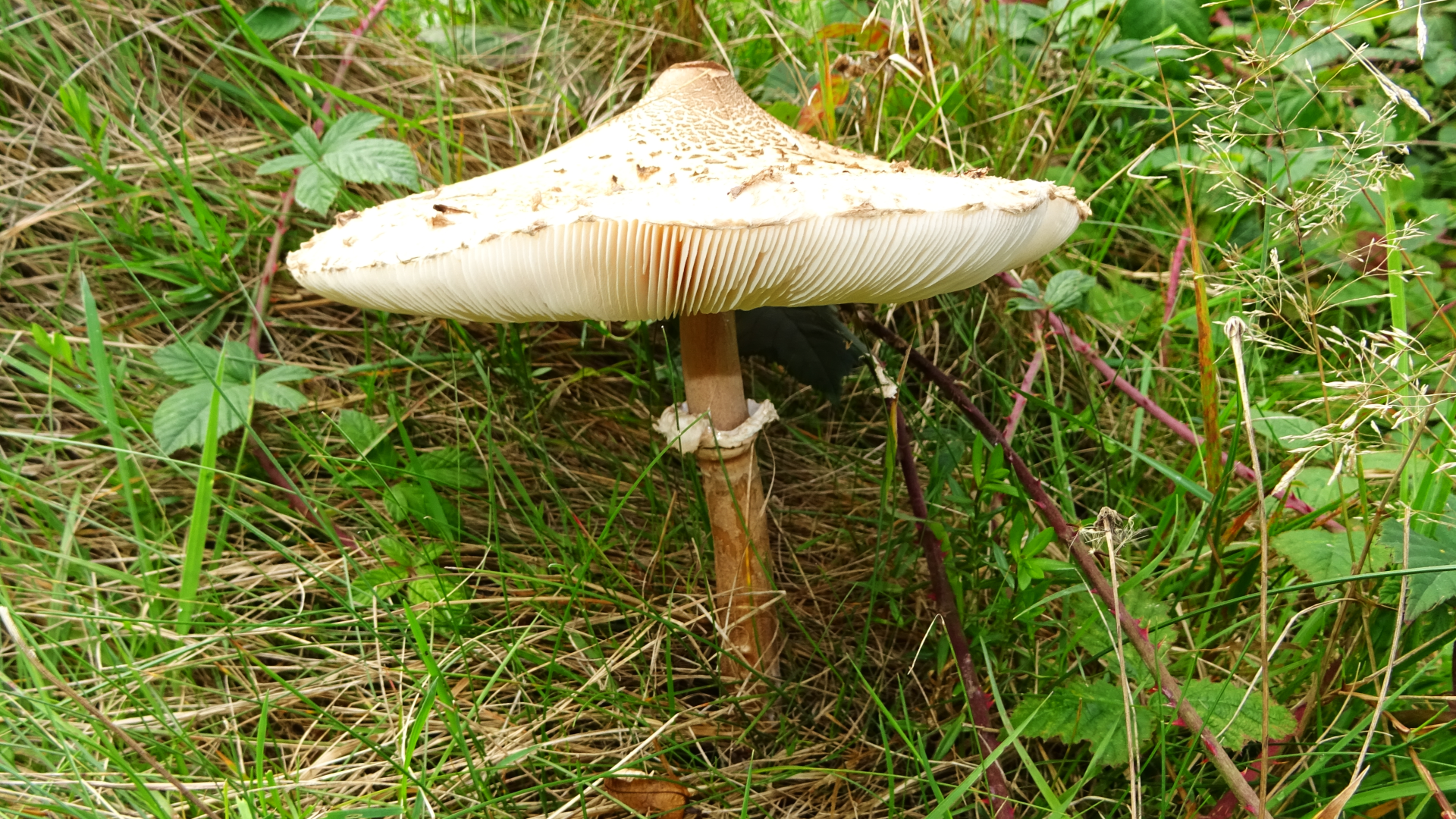 Common Parasol
Macrolepiota procera
