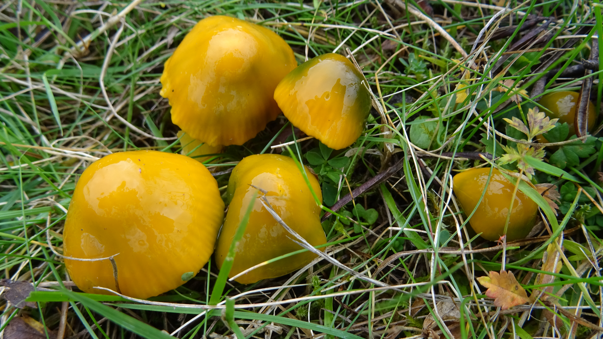 Parrot Waxcap
Gliophorus psittacinus