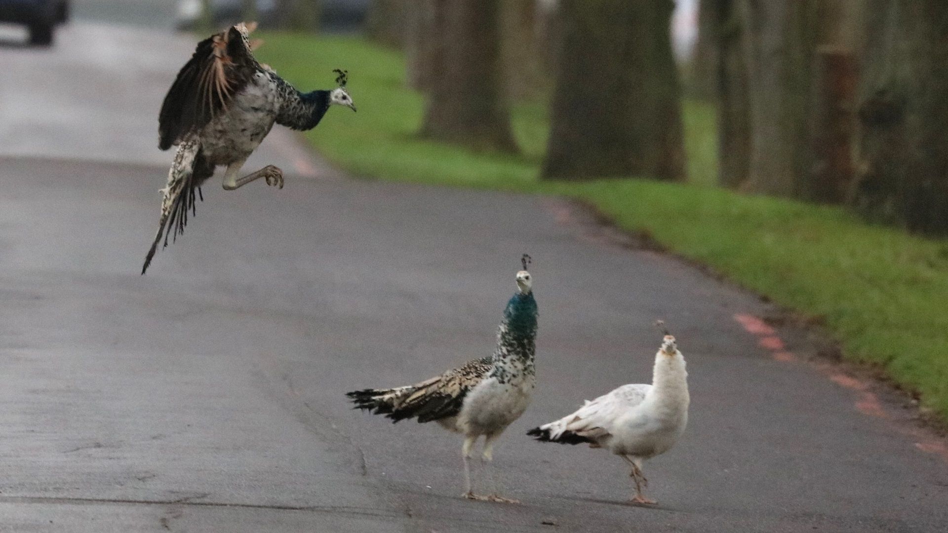 Peahen