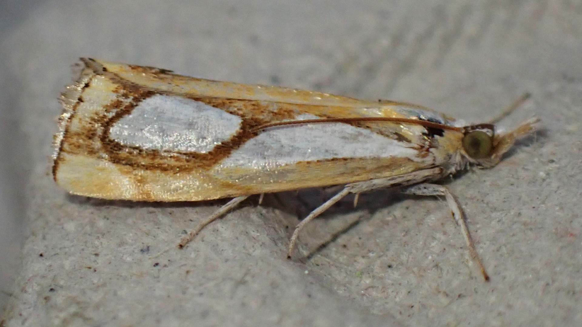 Pearl Grass-moth