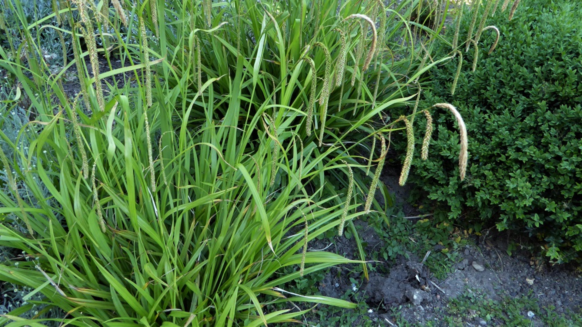 Pendulous Sedge
Carex pendula