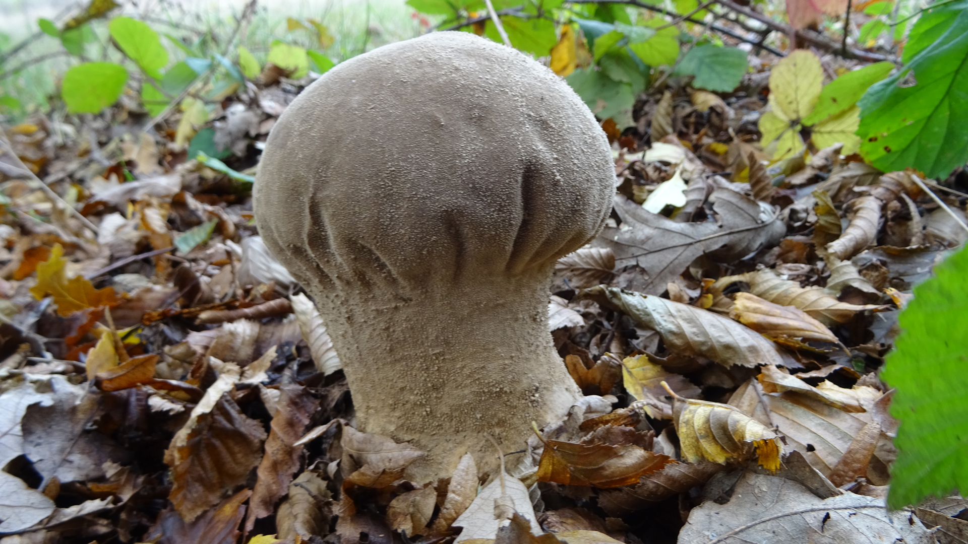 Pestle Puffball
Lycoperdon excipuliforme
