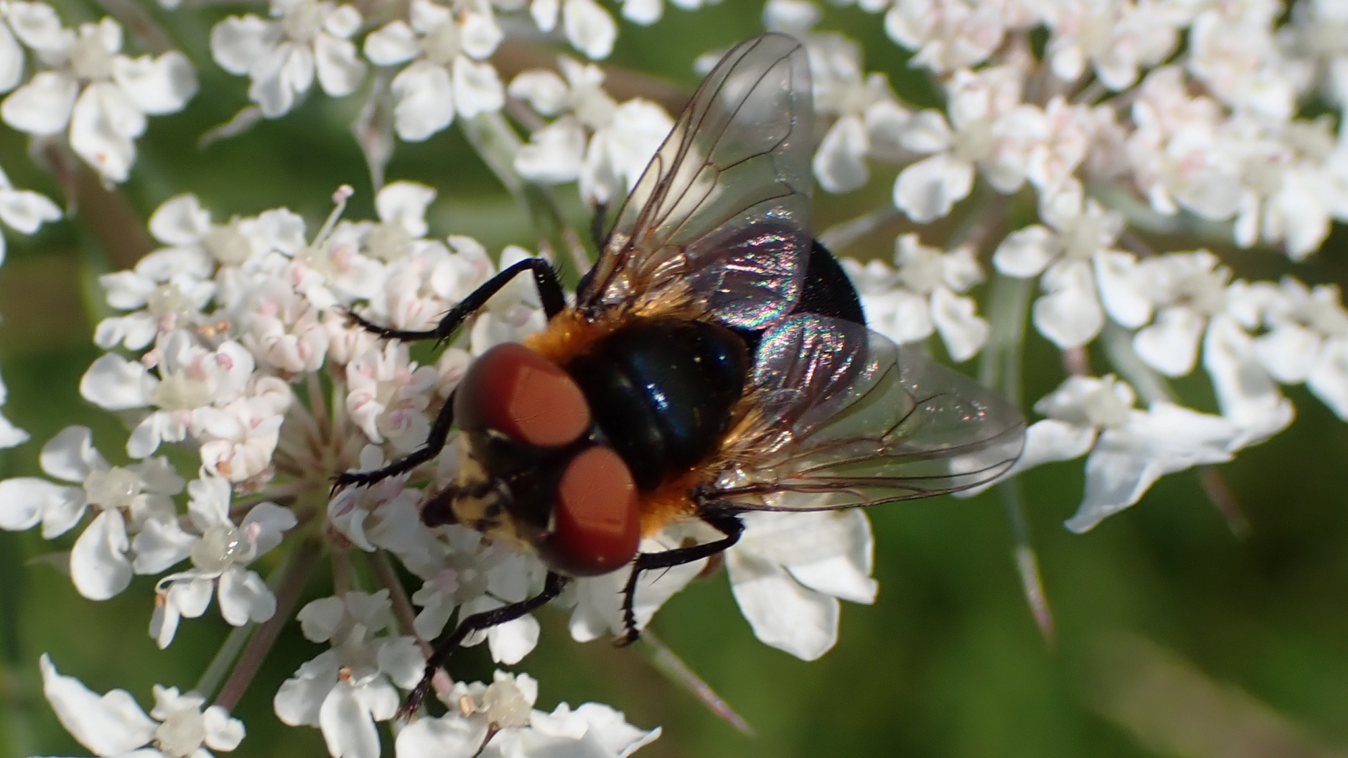 Phasia hemiptera