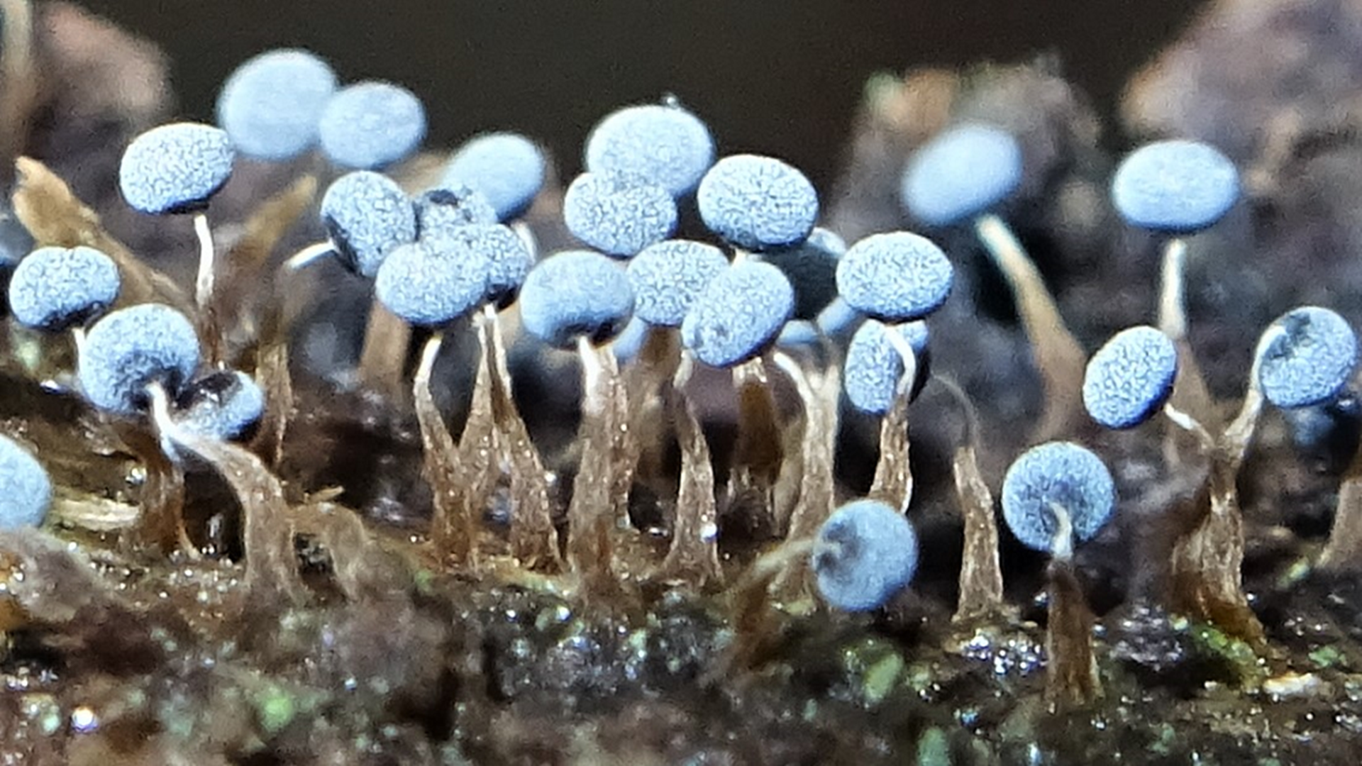 physarum slime mould