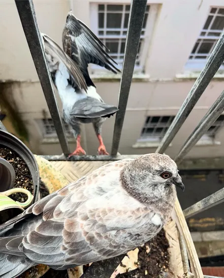 Pigeon
Columba palumbus