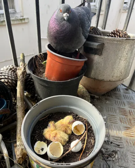 Pigeon
Columba palumbus