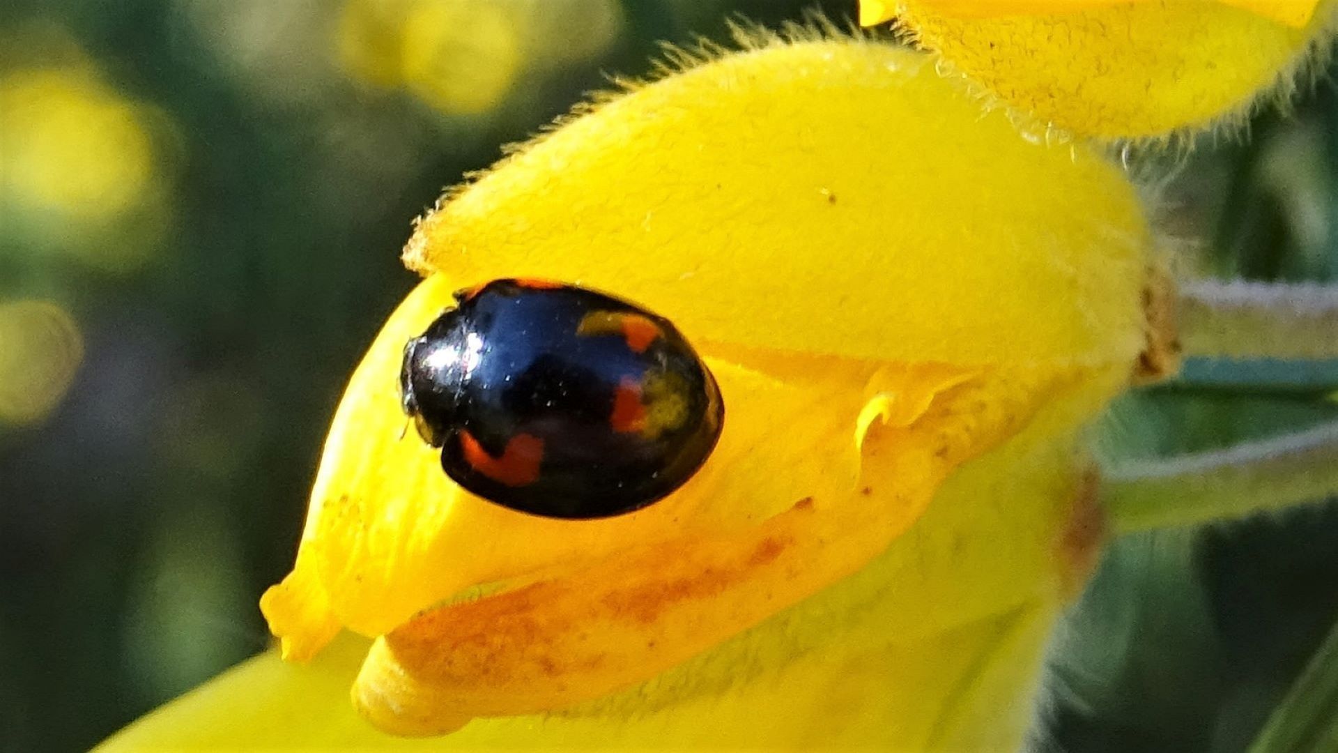 Pine Ladybird
Exochomus quadripustulatus