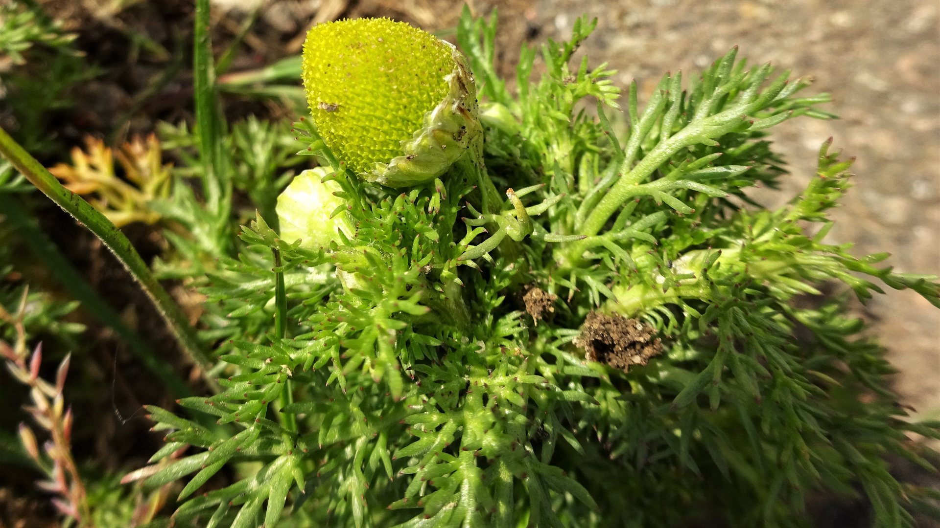 coltsfoot