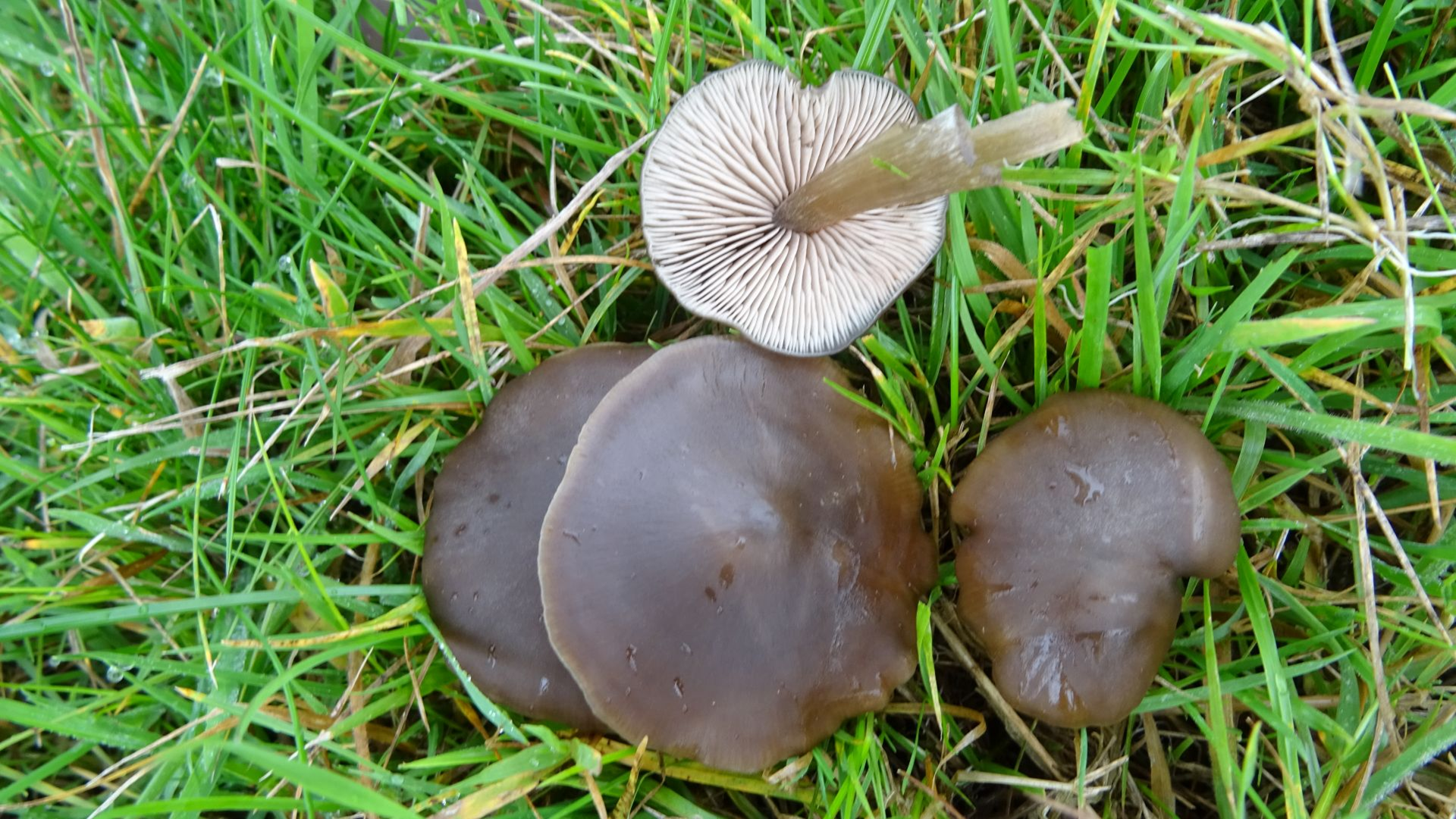 Pinkgill Mushroom
Entoloma