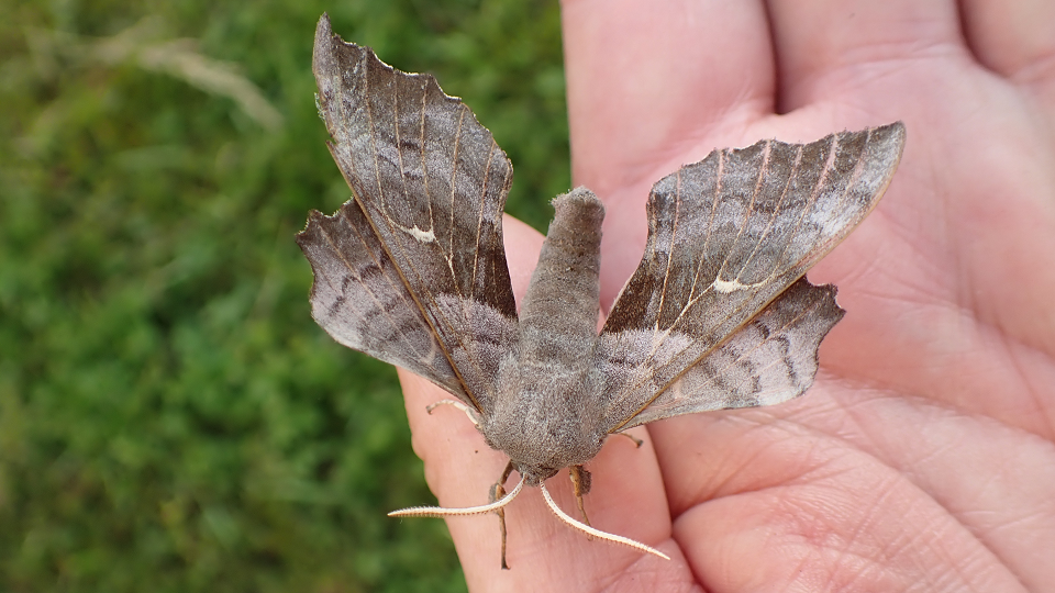Poplar Hawk-moth
Laothoe populi