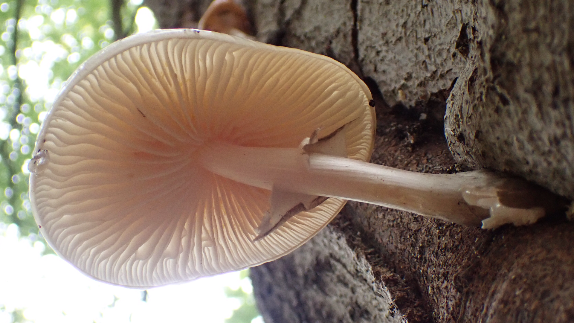 Porcelain Fungus
Oudemansiella mucida