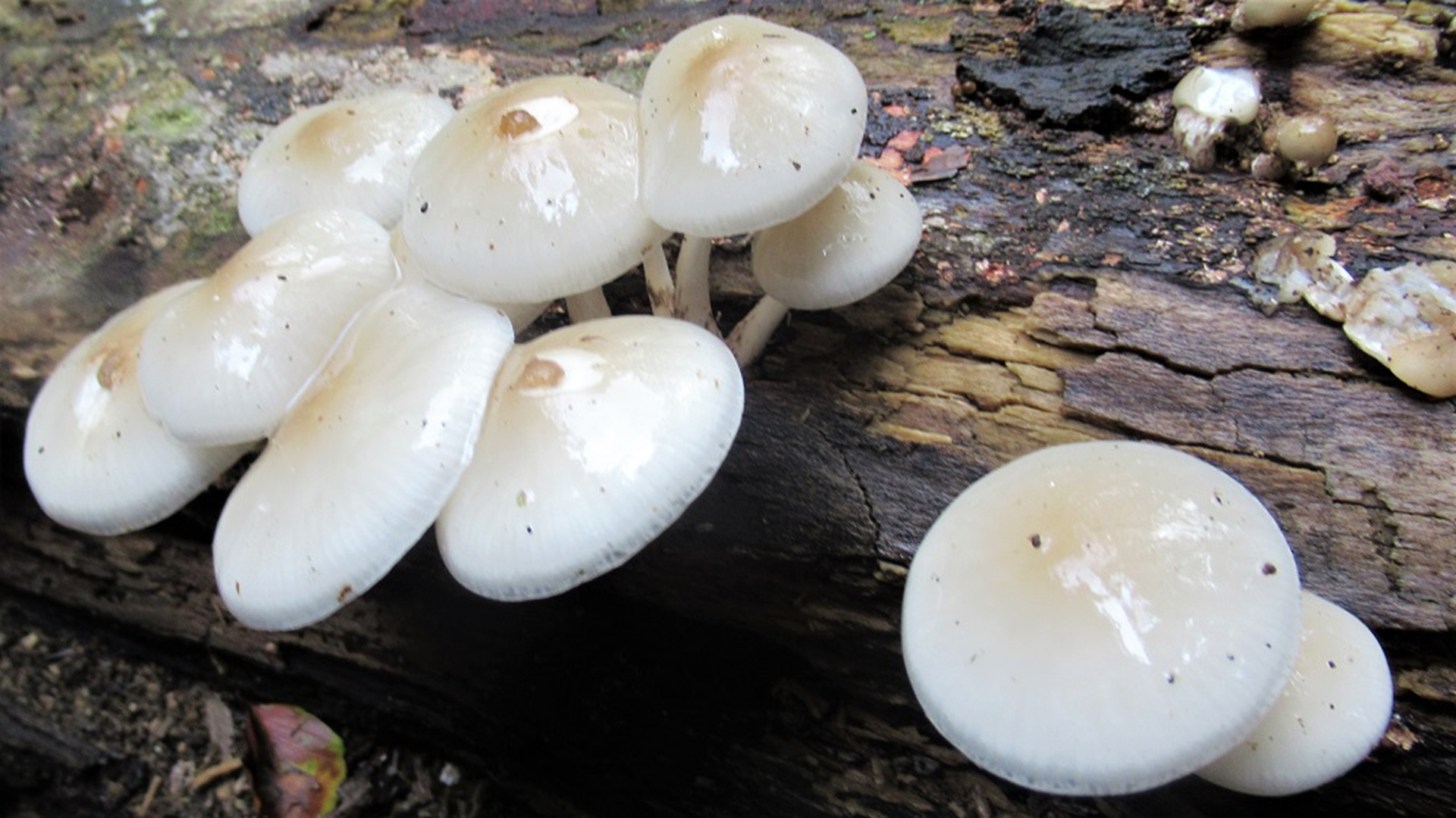 Porcelain Fungus
Oudemansiella mucida