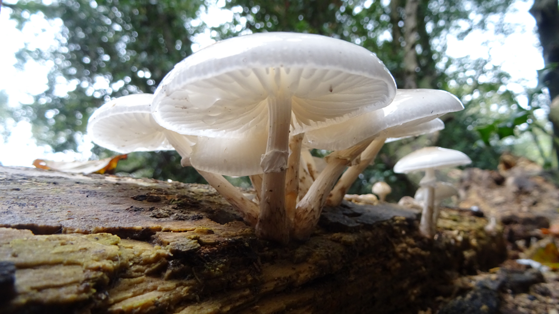 Porcelain Fungus
Oudemansiella mucida
