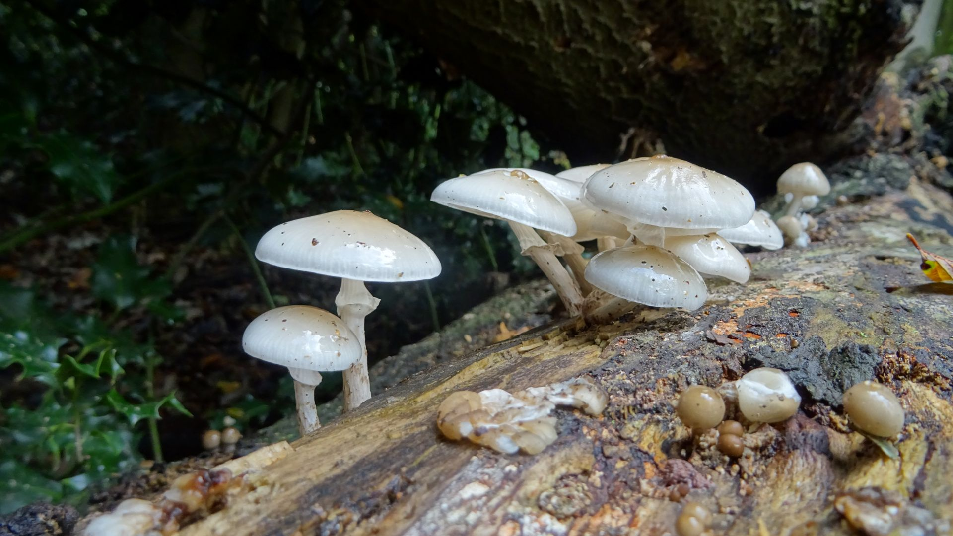 Porcelain Fungus
Oudemansiella mucida