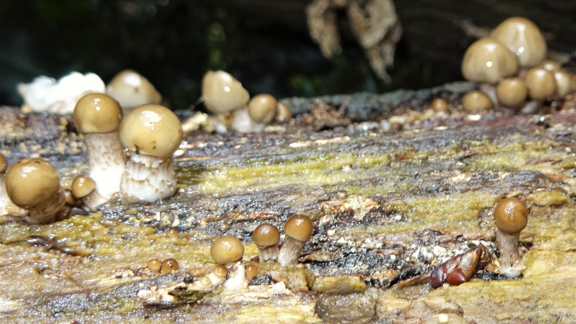 Porcelain Fungus
Oudemansiella mucida