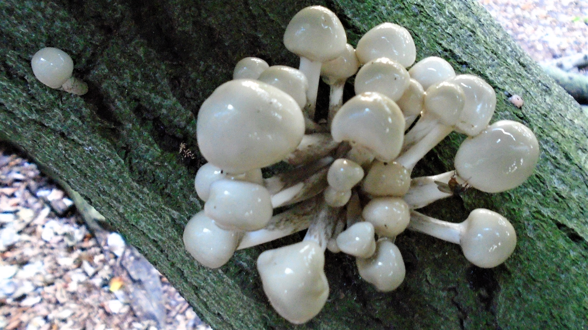 Porcelain Fungus 