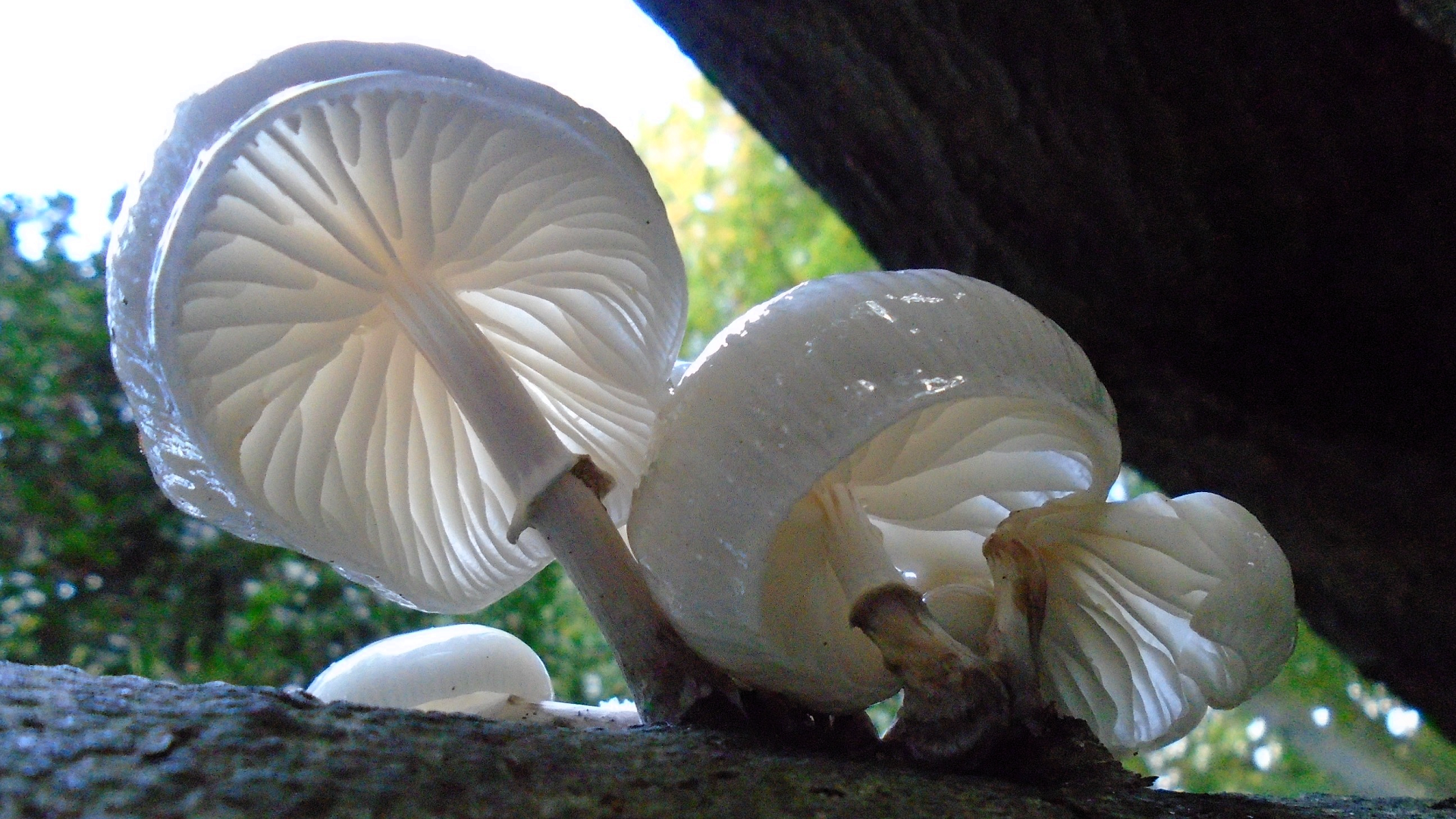 Porcelain Fungus 