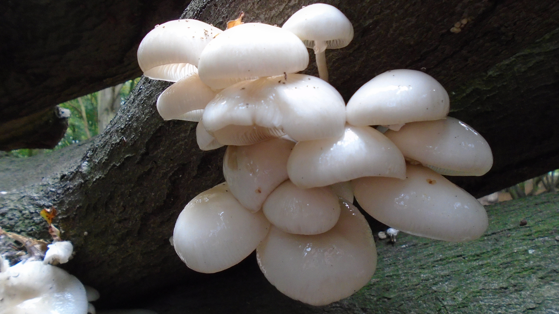 Porcelain Fungus 