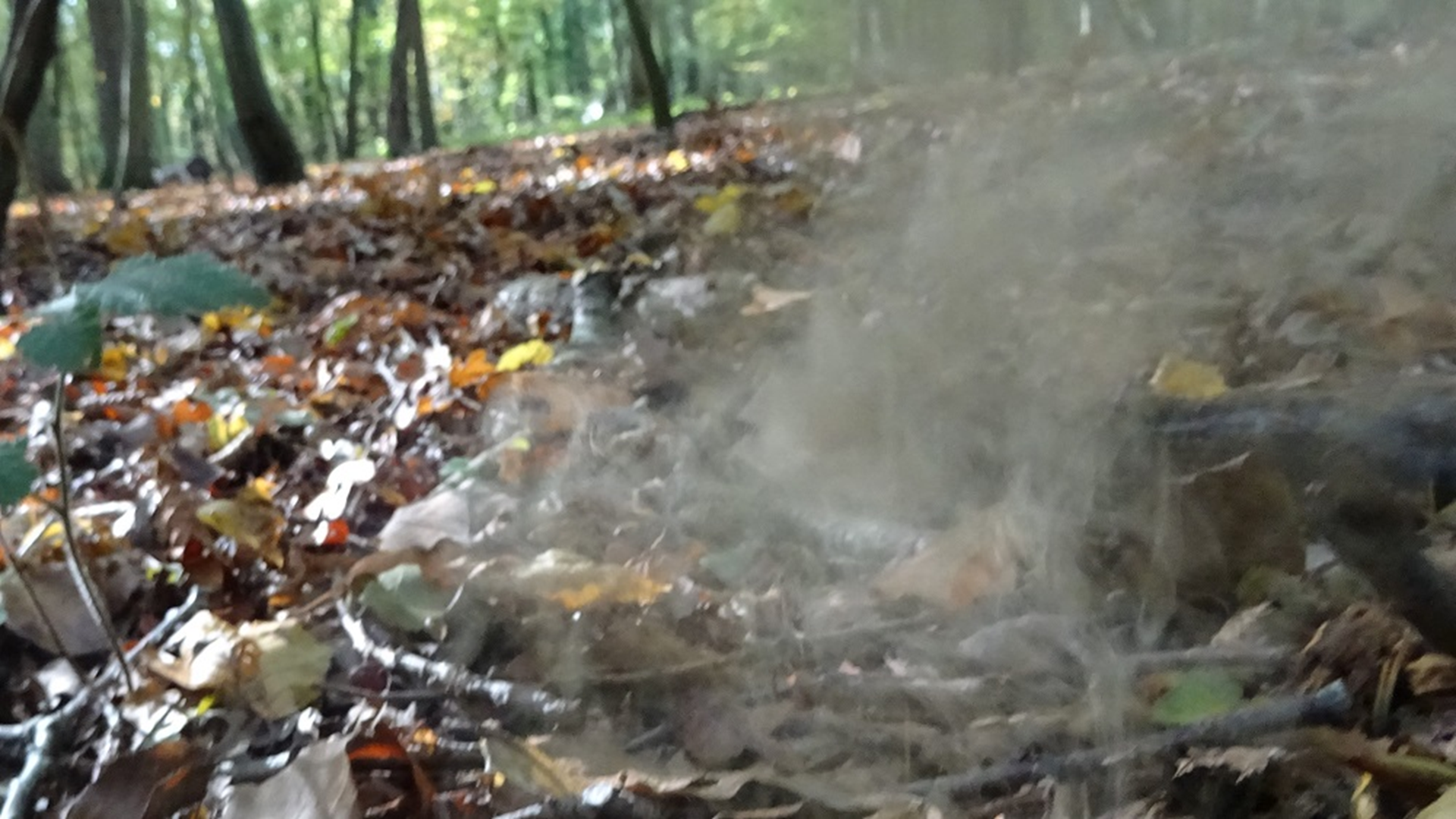 Common Puffball
Lycoperdon perlatum