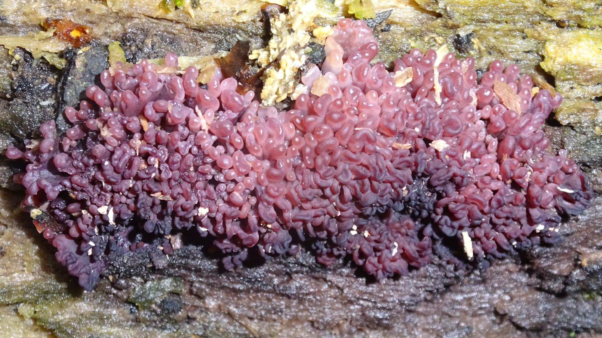 Purple Jellydisk
Ascocoryne sarcoides