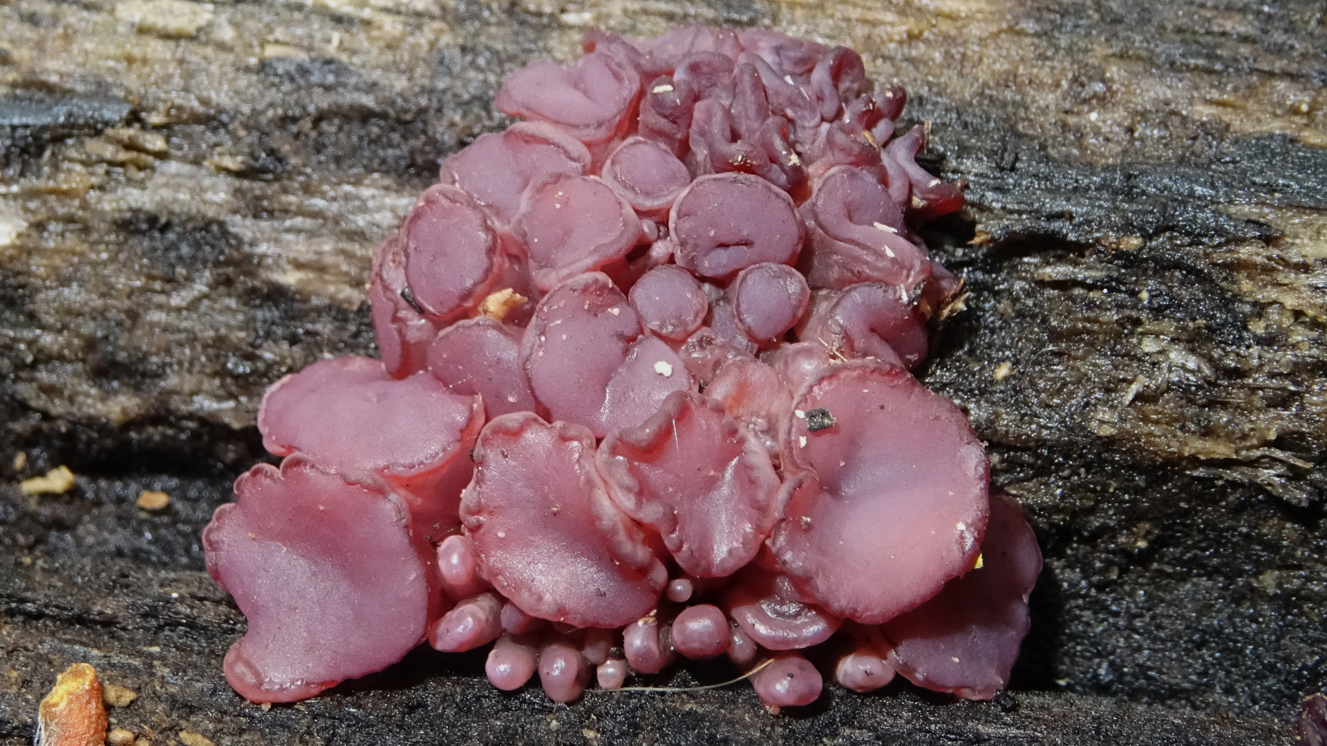 Purple Jellydisk
Ascocoryne sarcoides