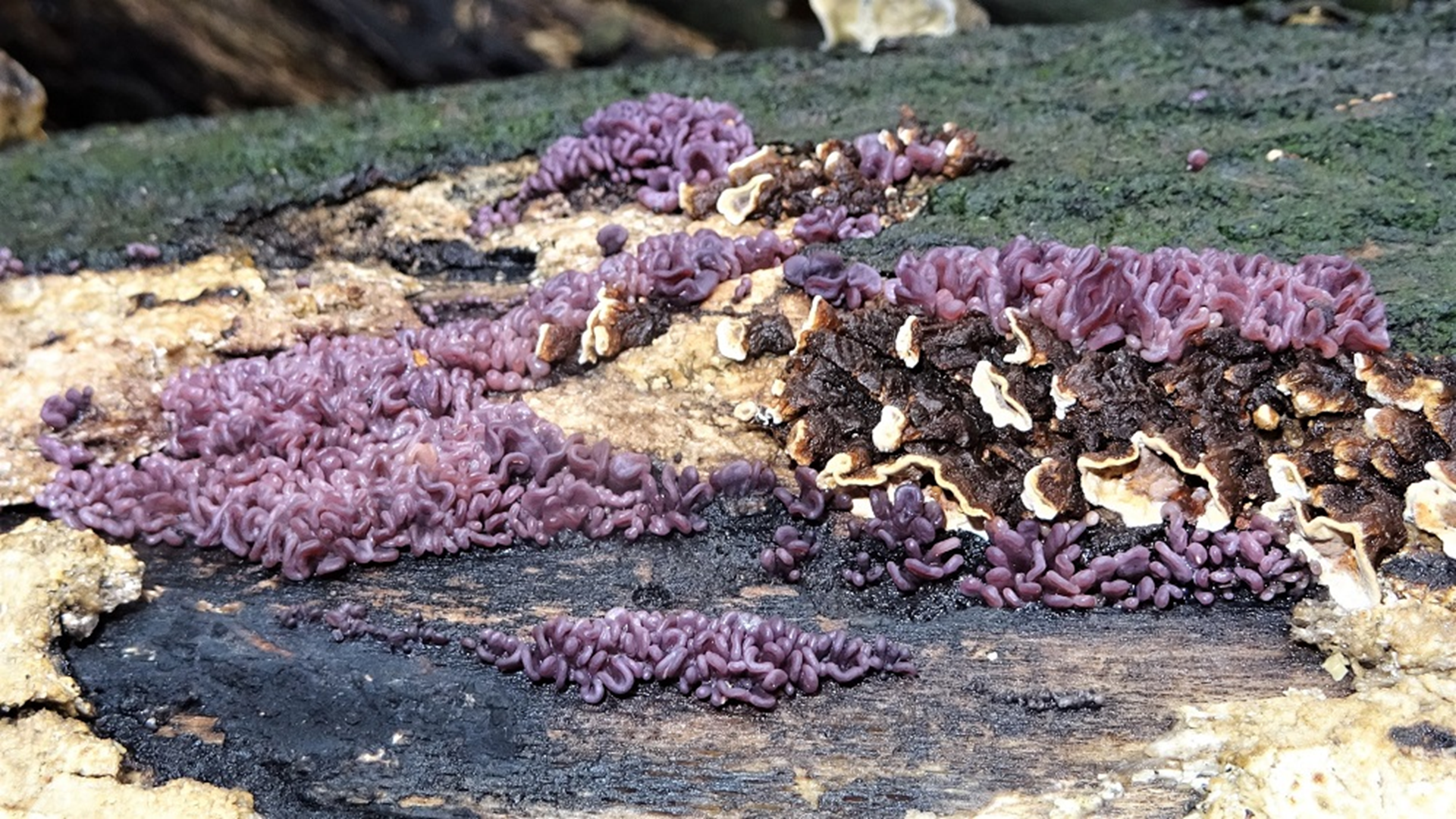 Purple Jellydisk
Ascocoryne sarcoides