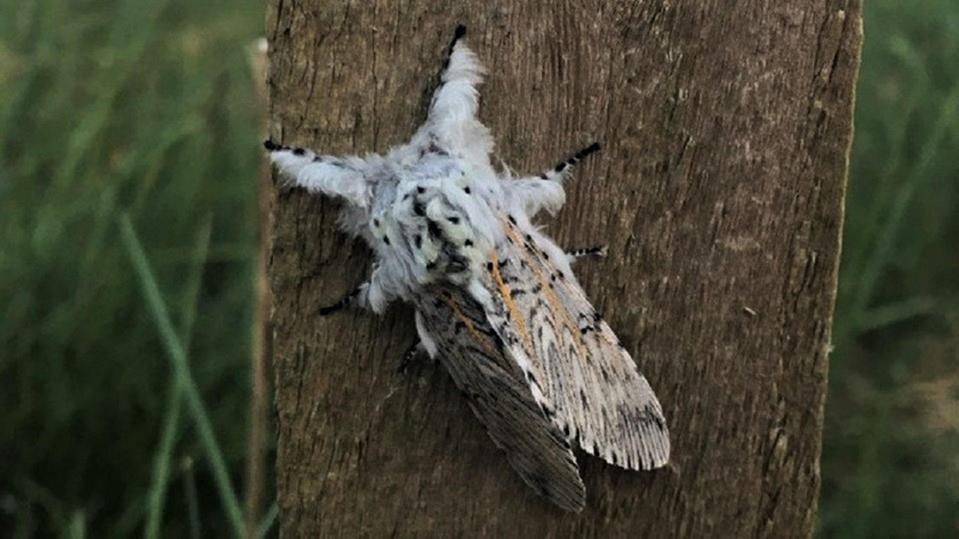 Puss Moth
Cerura vinula