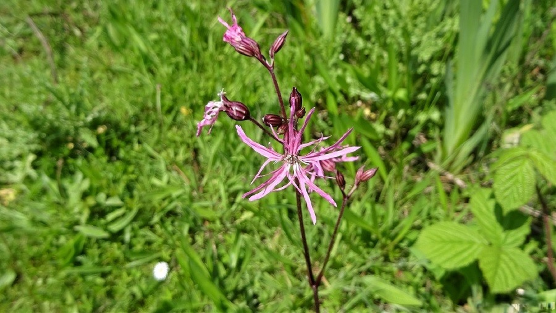 Ragged-Robin