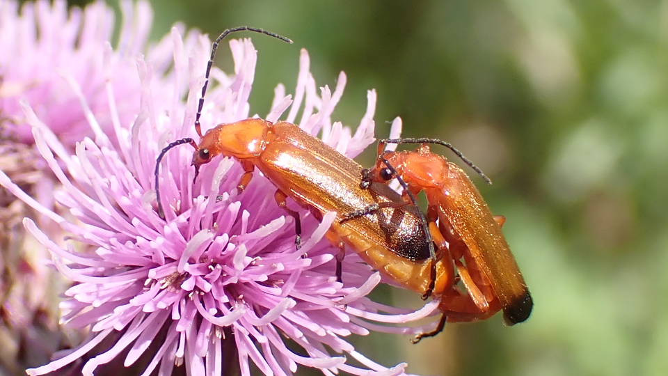 Common Red Soldier Beetle
Rhagonycha fulva
