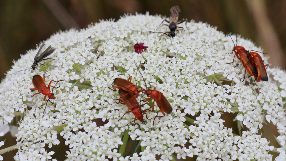 Common Red Soldier Beetle
Rhagonycha fulva