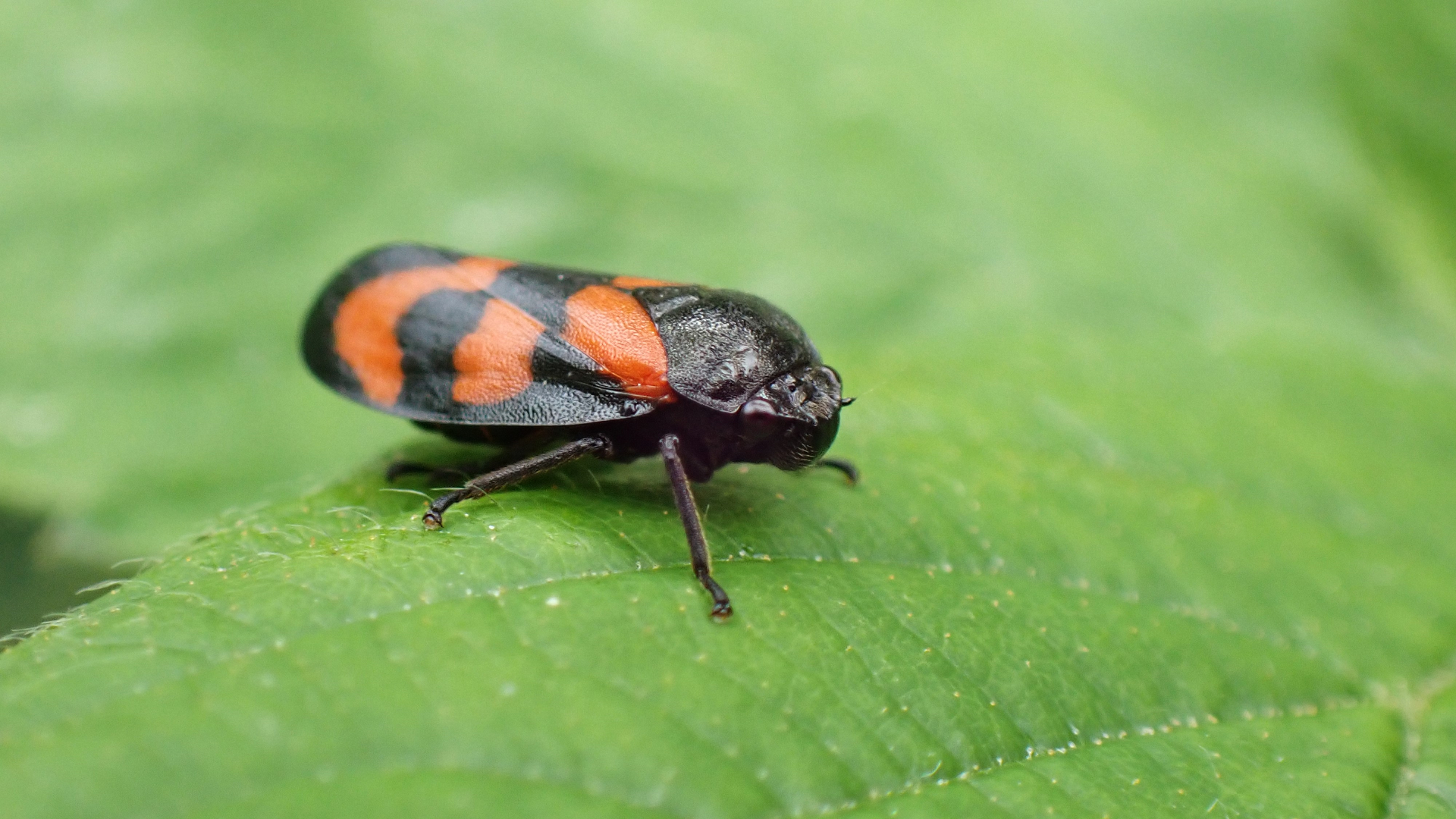 Froghopper