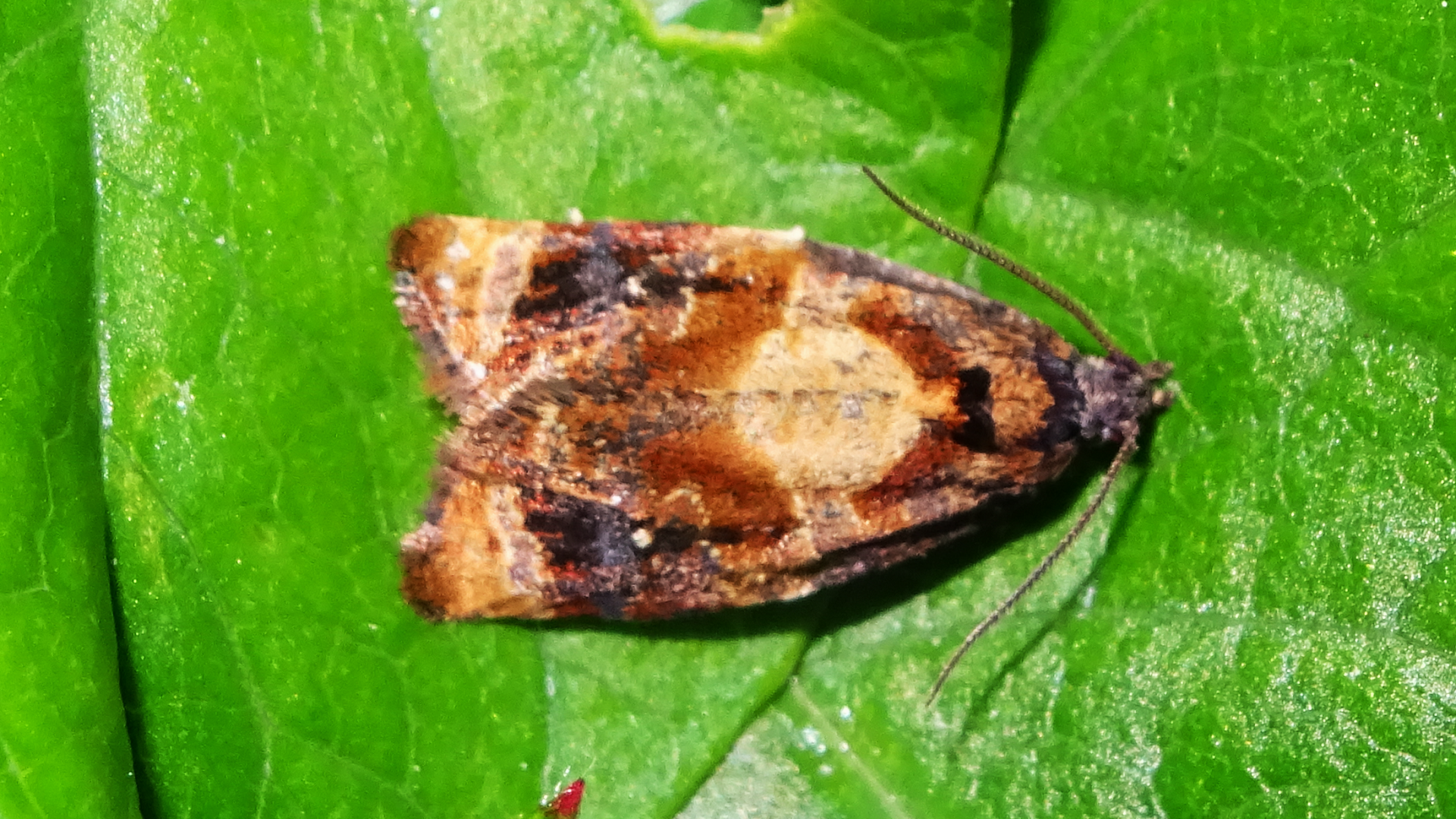 Red-barred Totrix