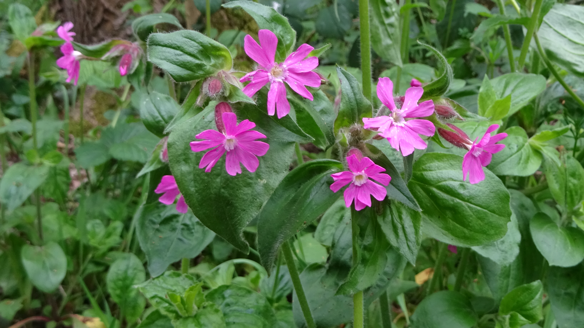 Red Campion 