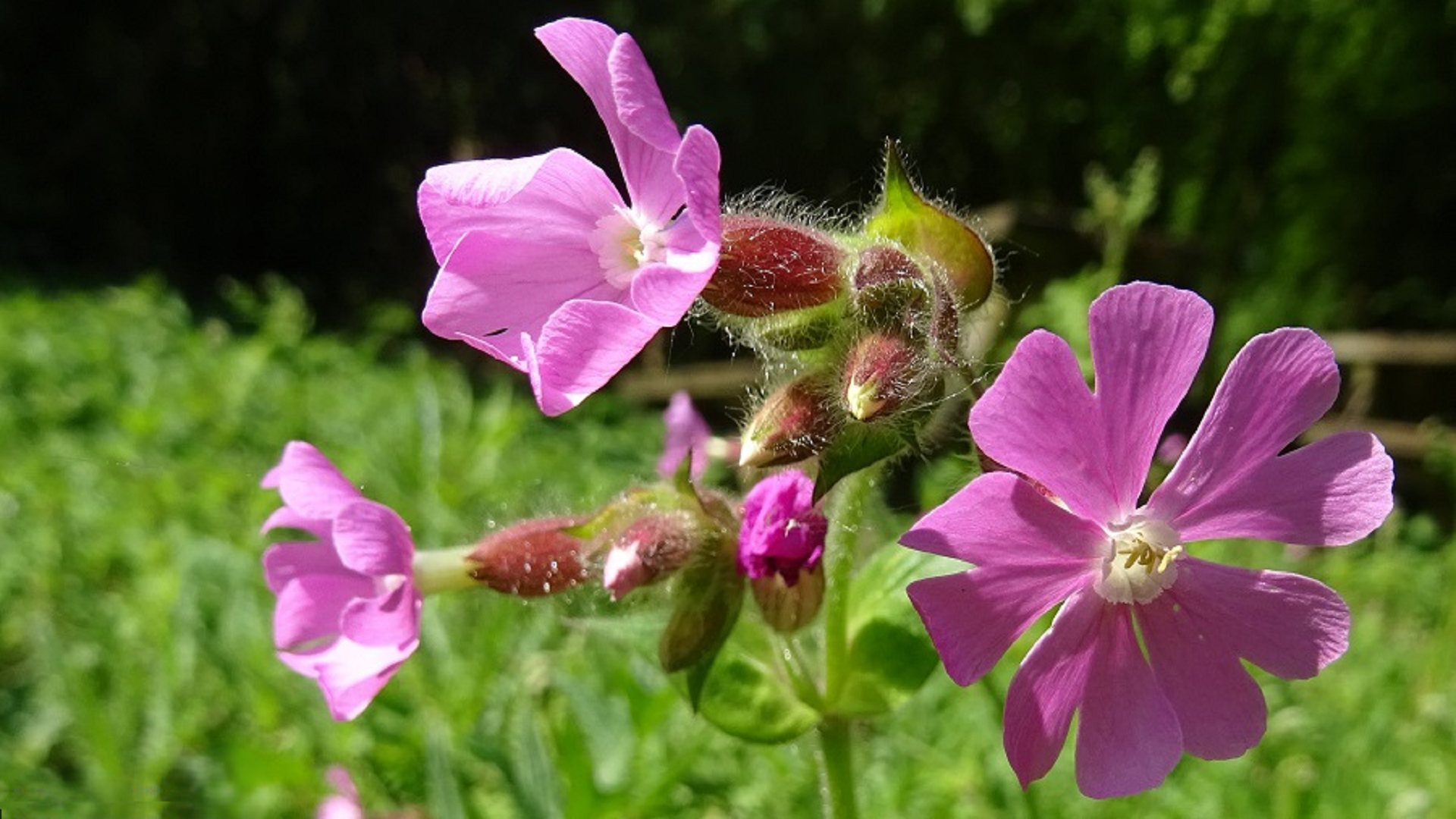 Red Campion 