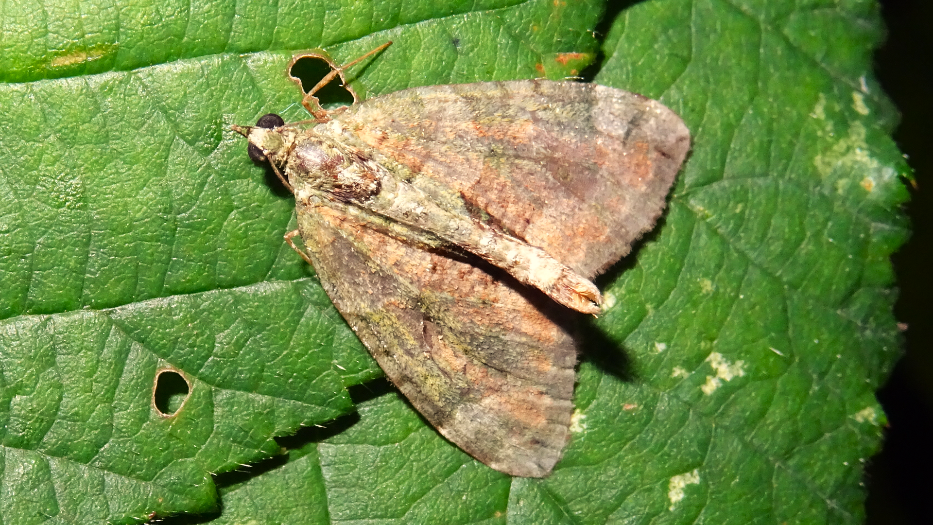 Red-Green Carpet 