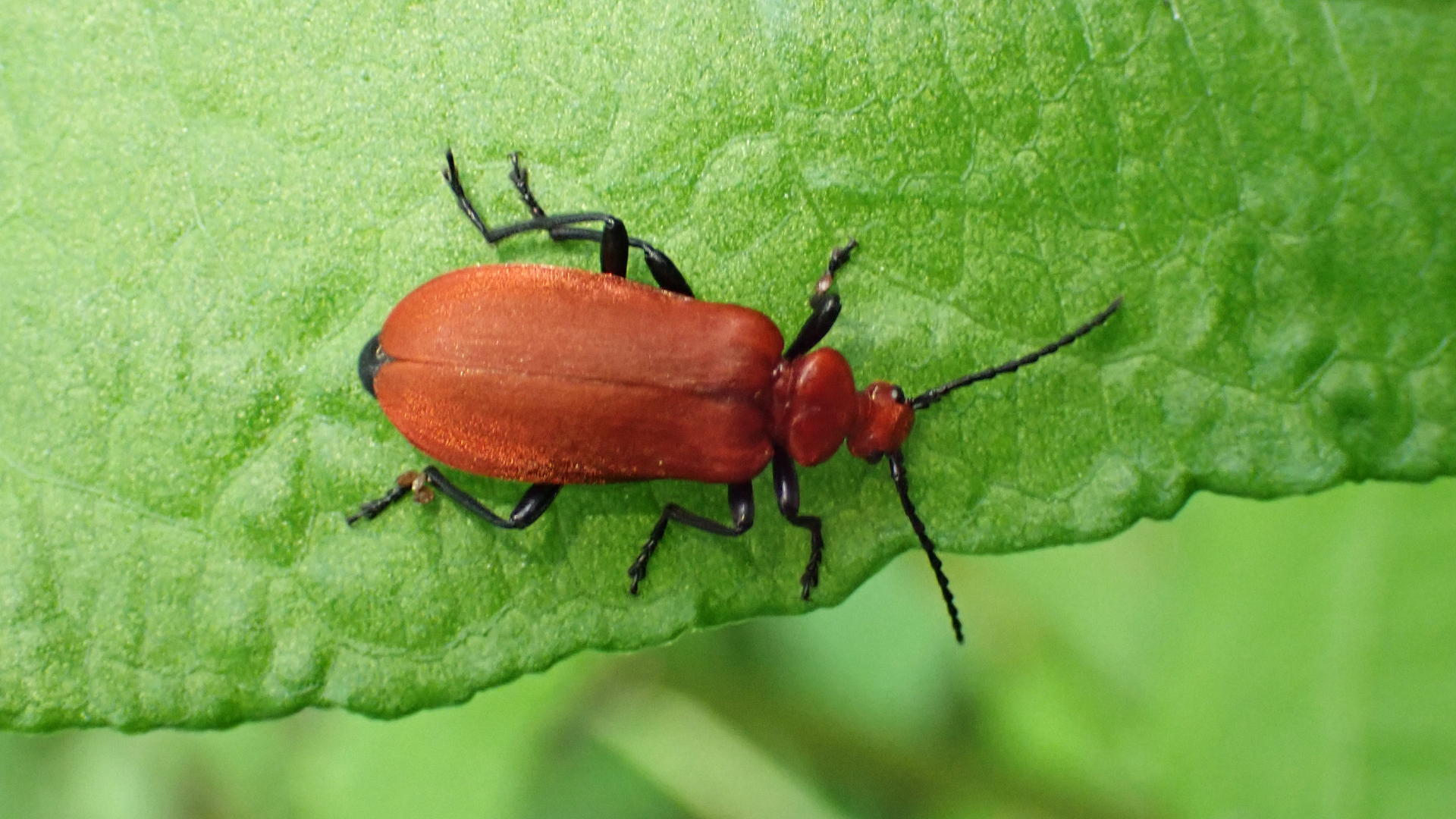 Cardinal Beetle