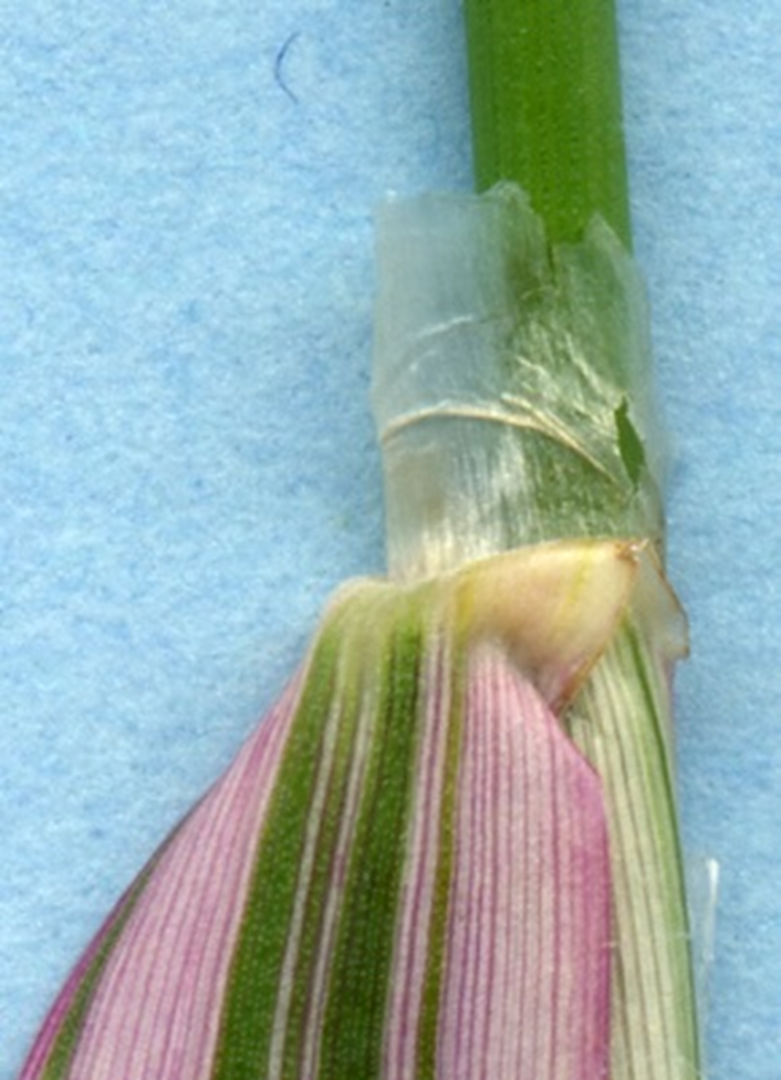 Reed Canary Grass
﻿Phalaris arundinacea