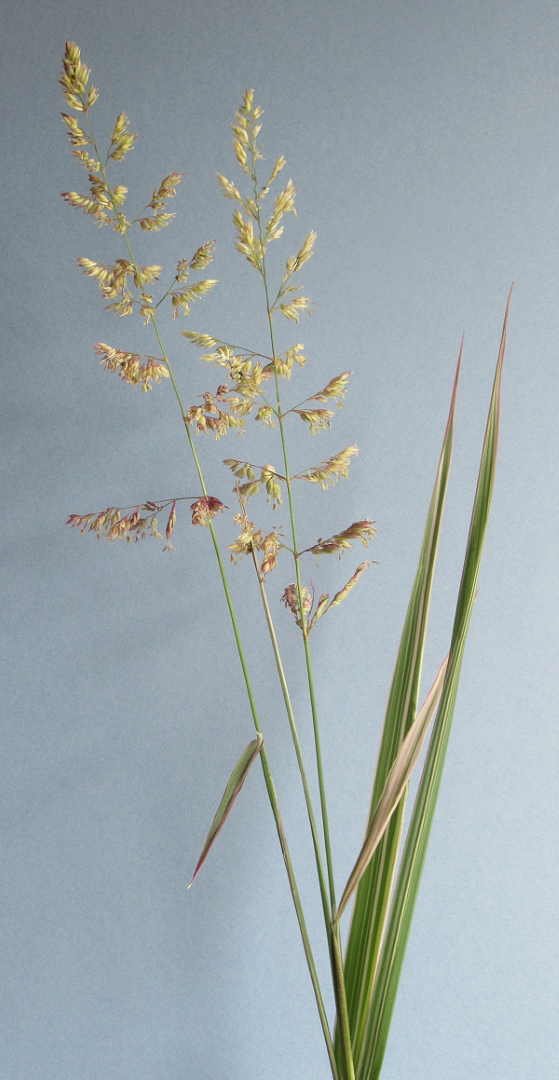 Reed Canary Grass
﻿Phalaris arundinacea