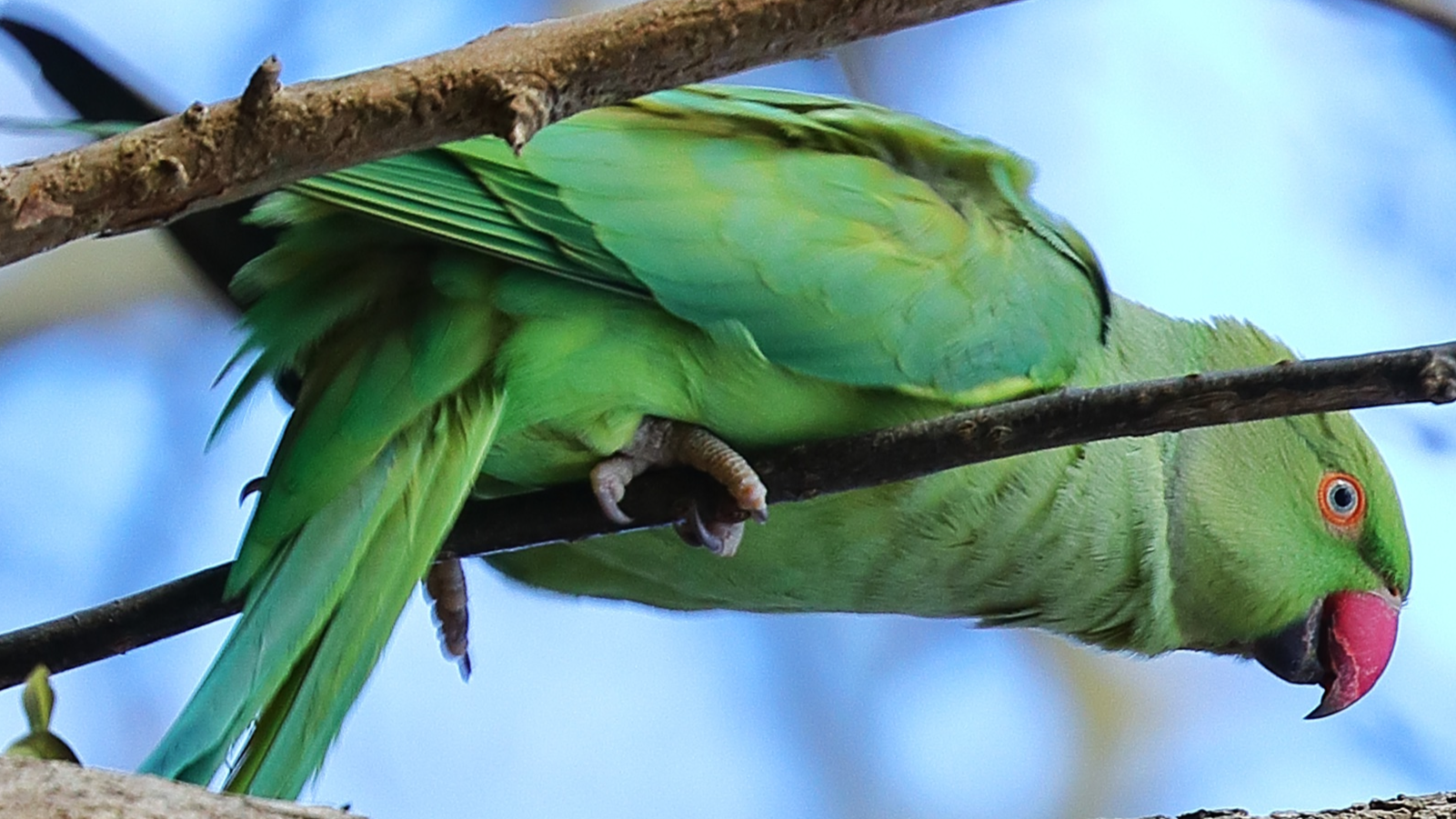 Ring-necked Parakeet
Psittacula krameri
