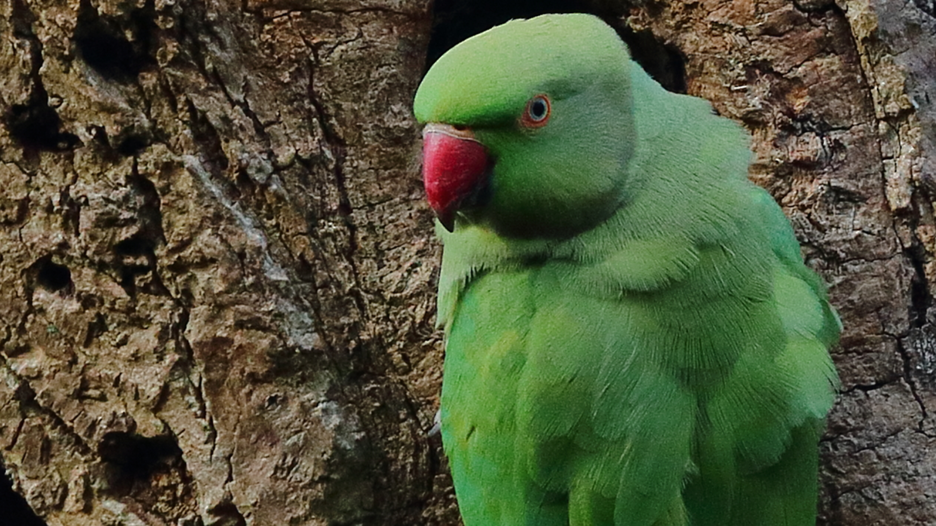 Ring-necked Parakeet
Psittacula krameri