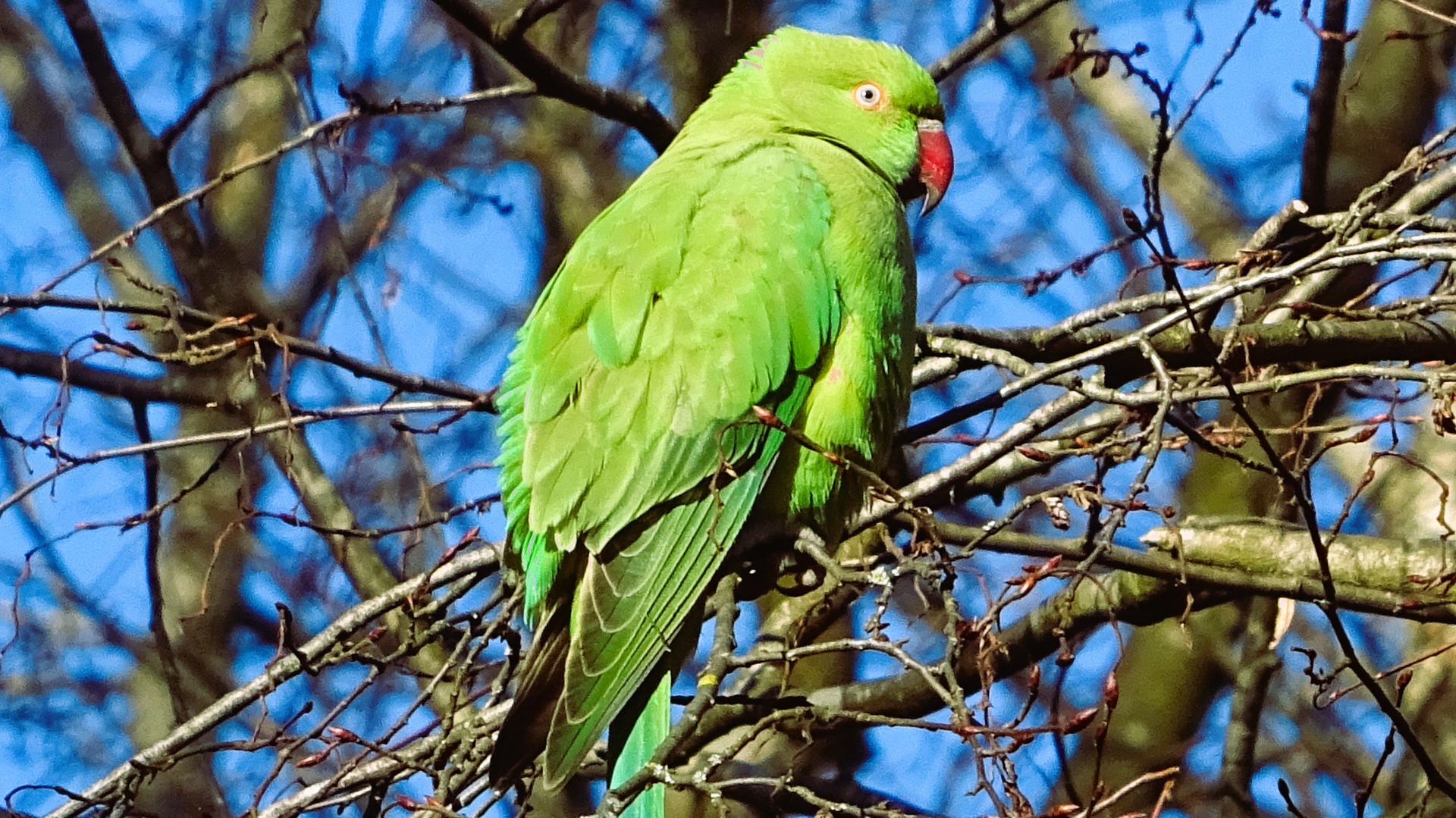 Ring-necked Parakeet