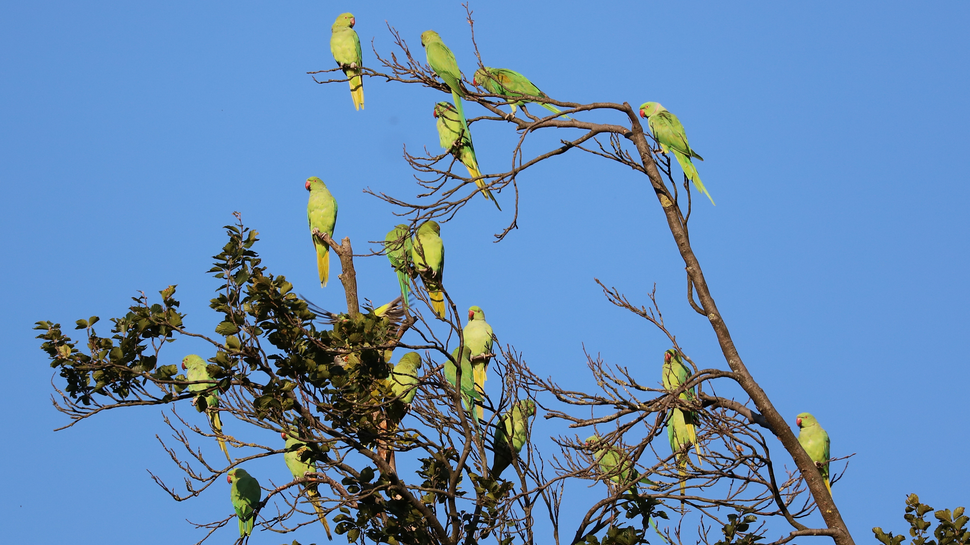 Ring-necked Parakeet