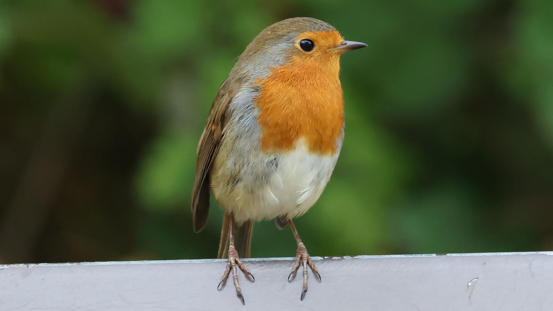 Robin
Erithacus rubecula