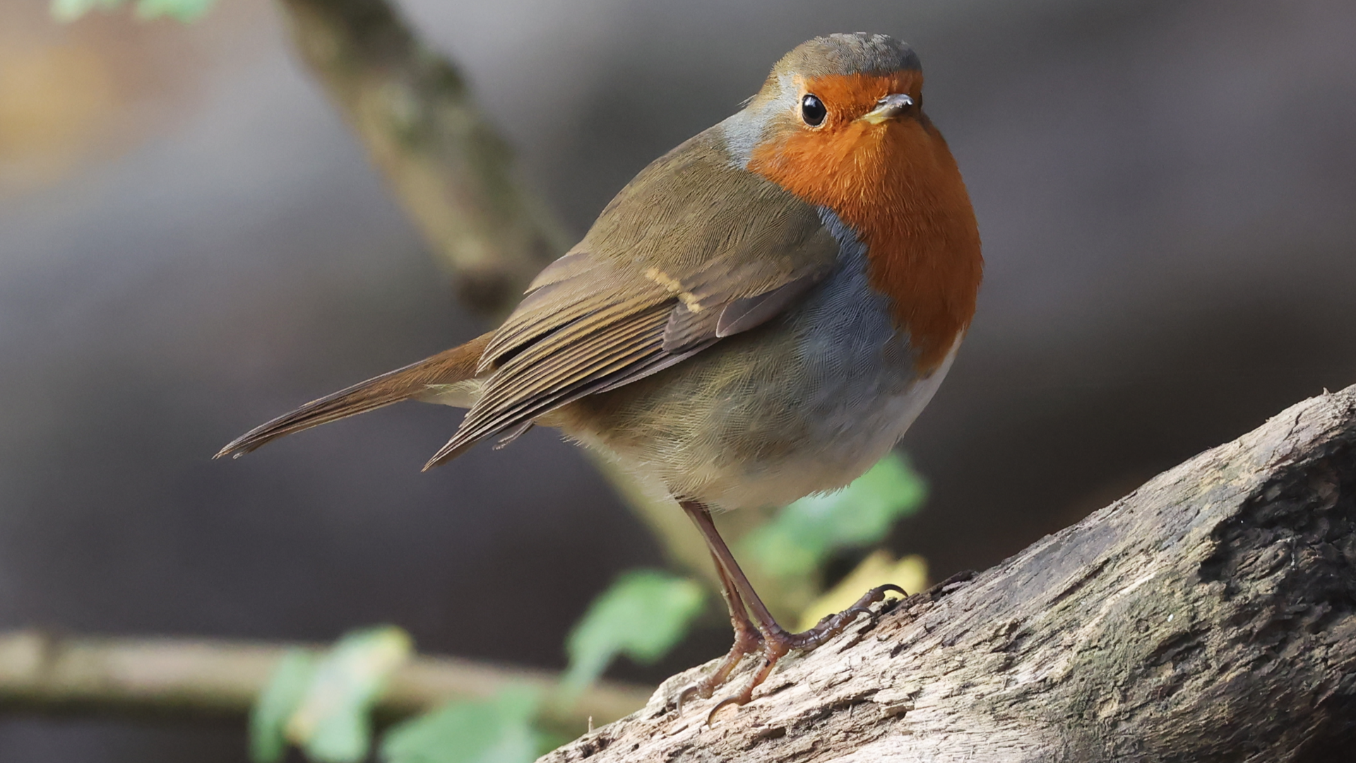 Robin
Erithacus rubecula