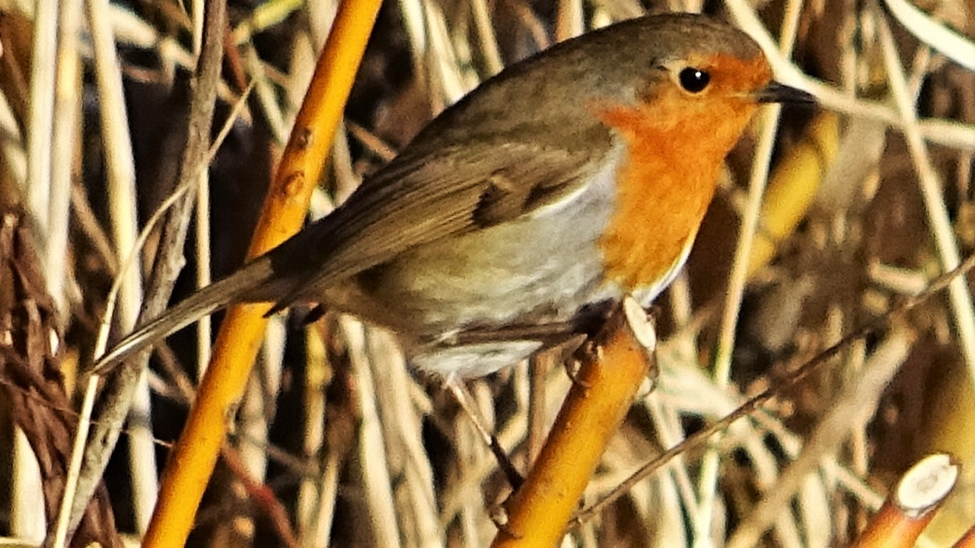 Erithacus rubecula
robin