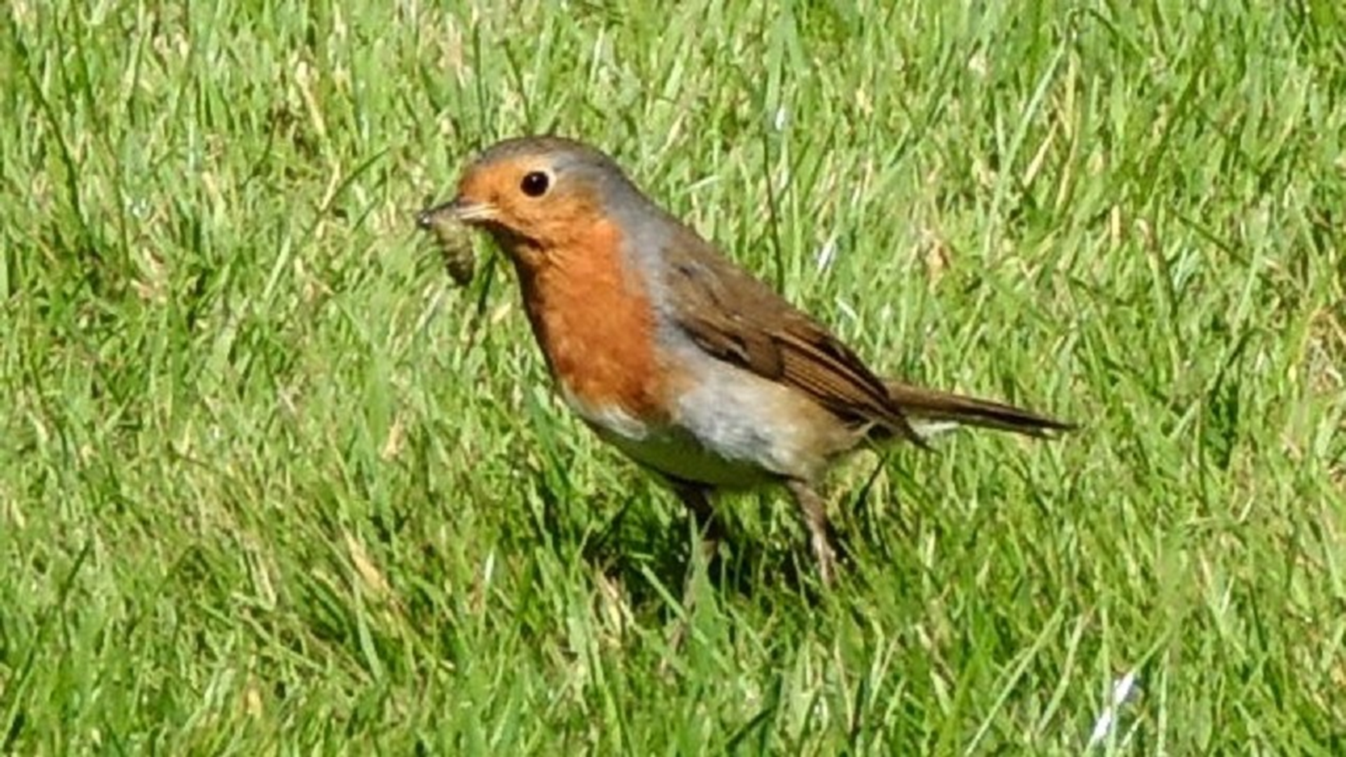 Robin
Erithacus rubecula